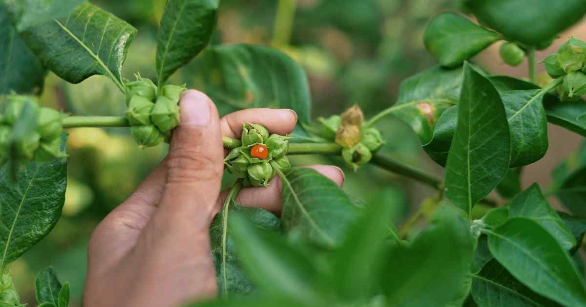 Ashwagandha integratore per trail running