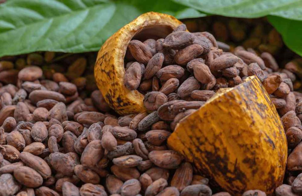 cacao integratore trail running 8dc5b6e2