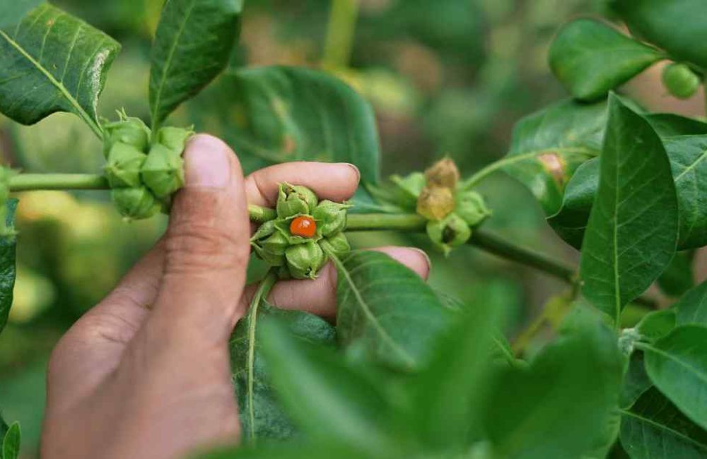 ashwagandha integratore ada2c47f