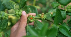 Ashwagandha e trail running: la pianta amica dello stress 16 Ashwagandha e trail running: la pianta amica dello stress Ashwagandha integratore per trail running